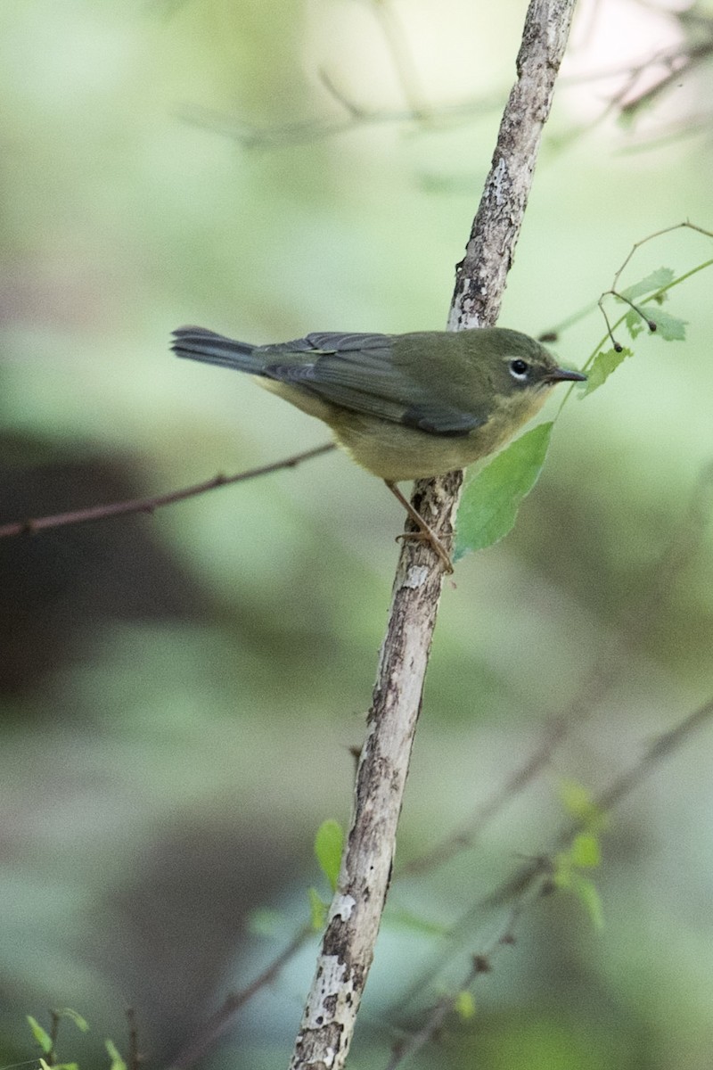 Black-throated Blue Warbler - ML68609101