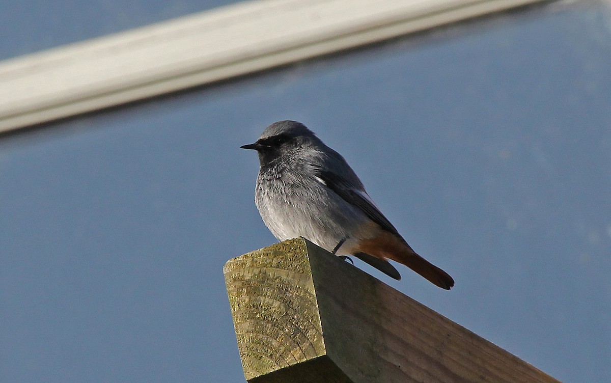 Black Redstart - ML68609381