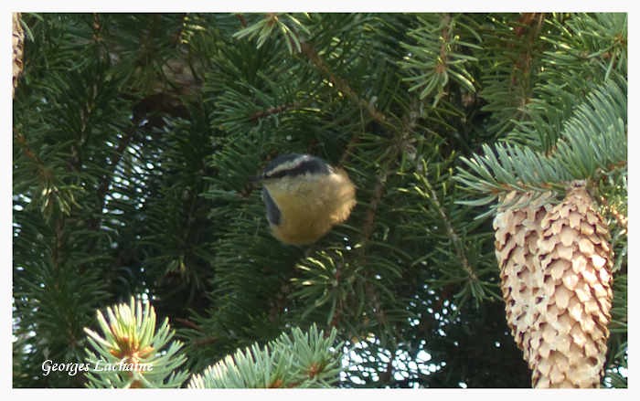 Red-breasted Nuthatch - ML68612571