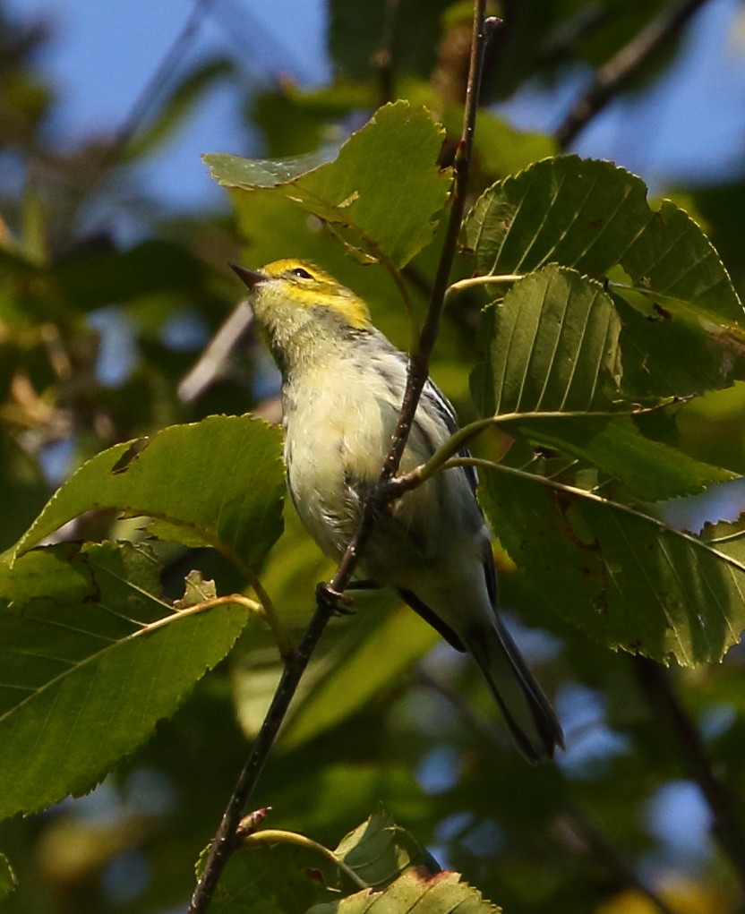 Black-throated Green Warbler - David Bird