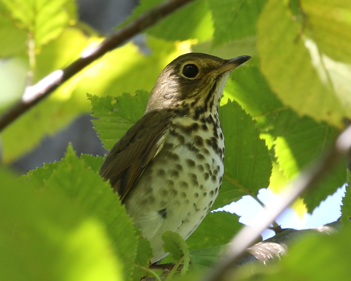 Swainson's Thrush - ML68614491
