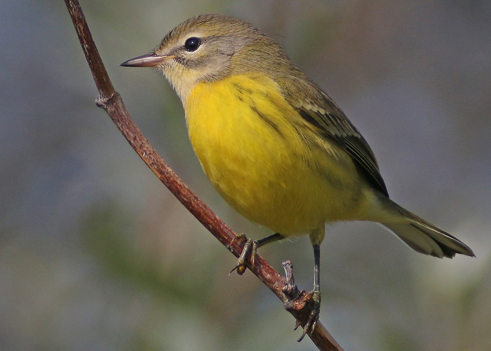 Prairie Warbler - Corey Finger