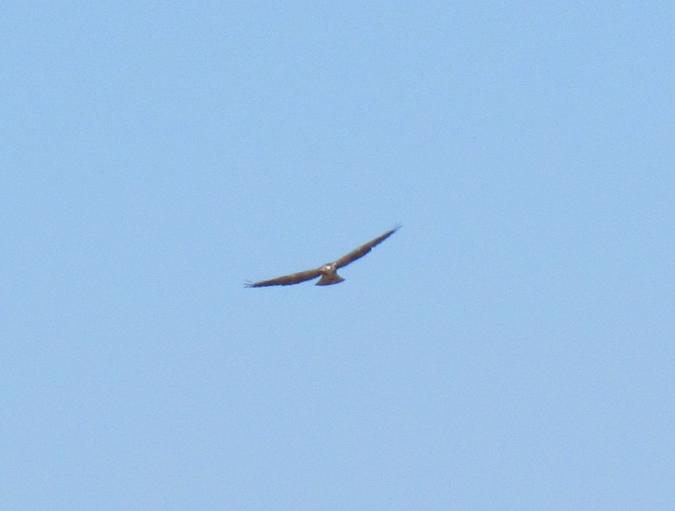 Swainson's Hawk - ML68614541