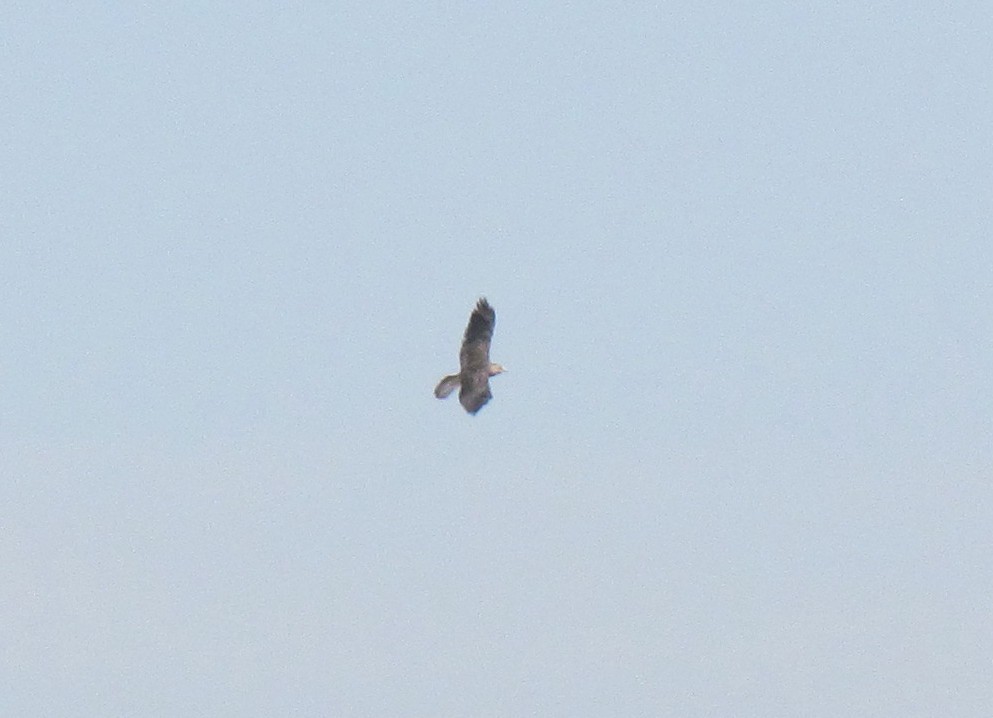 Swainson's Hawk - ML68614551