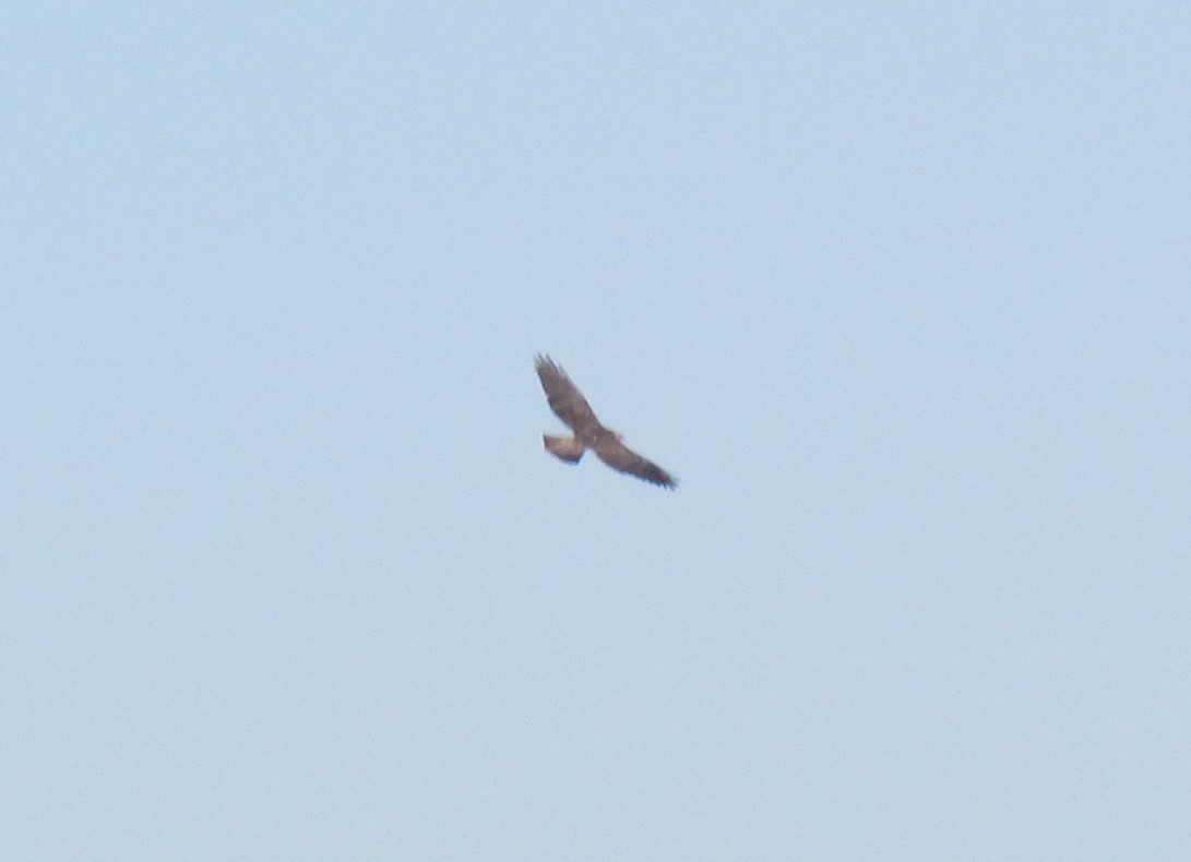 Swainson's Hawk - ML68614561