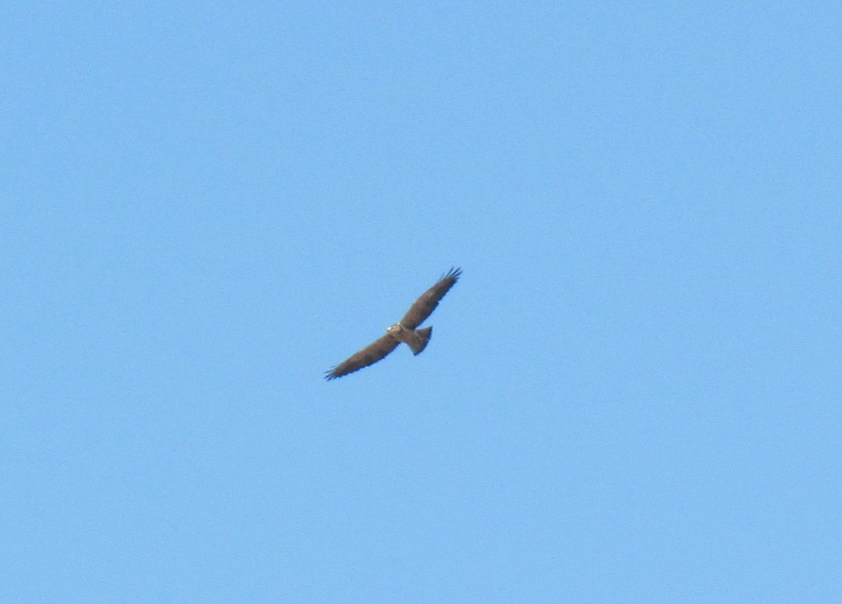 Swainson's Hawk - ML68614571