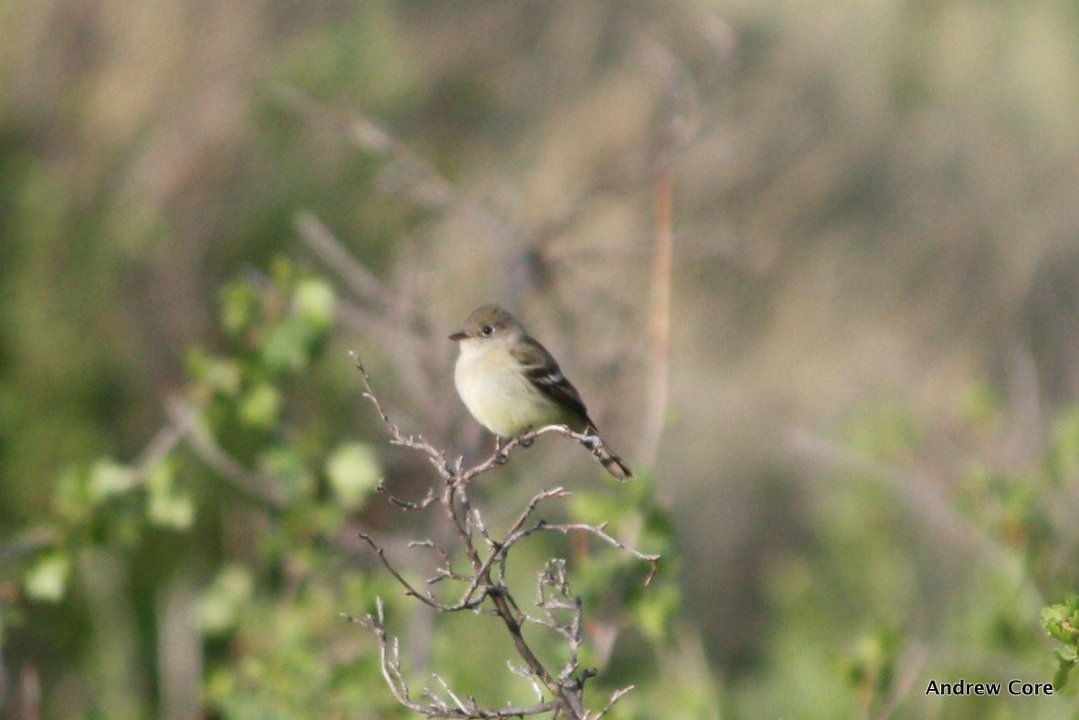 Least Flycatcher - Andrew Core