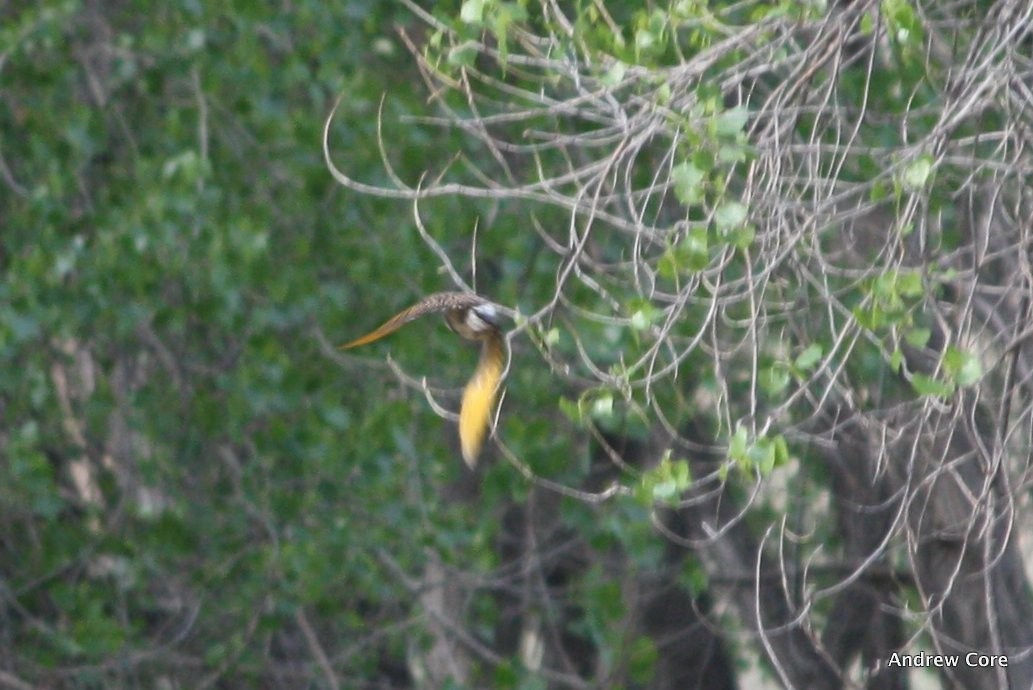 Northern Flicker (Yellow-shafted) - ML68615541