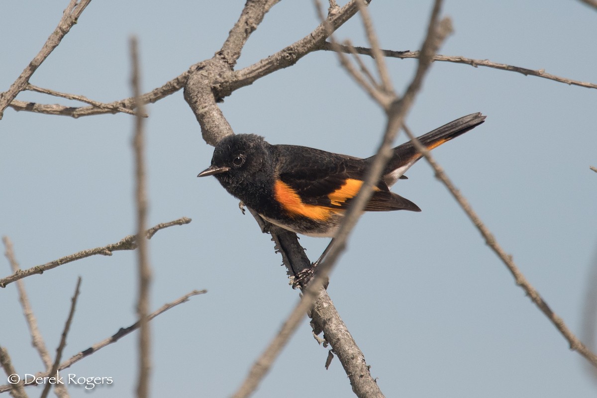 American Redstart - ML68616011