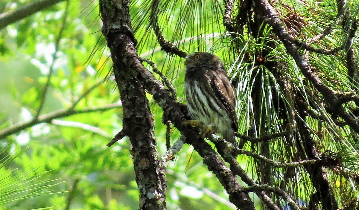 Ferruginous Pygmy-Owl - Oliver  Komar