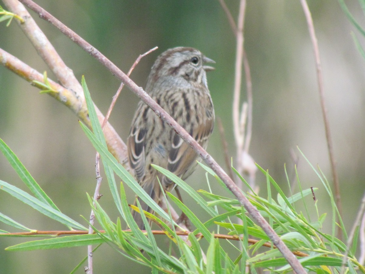 Song Sparrow - ML68617001