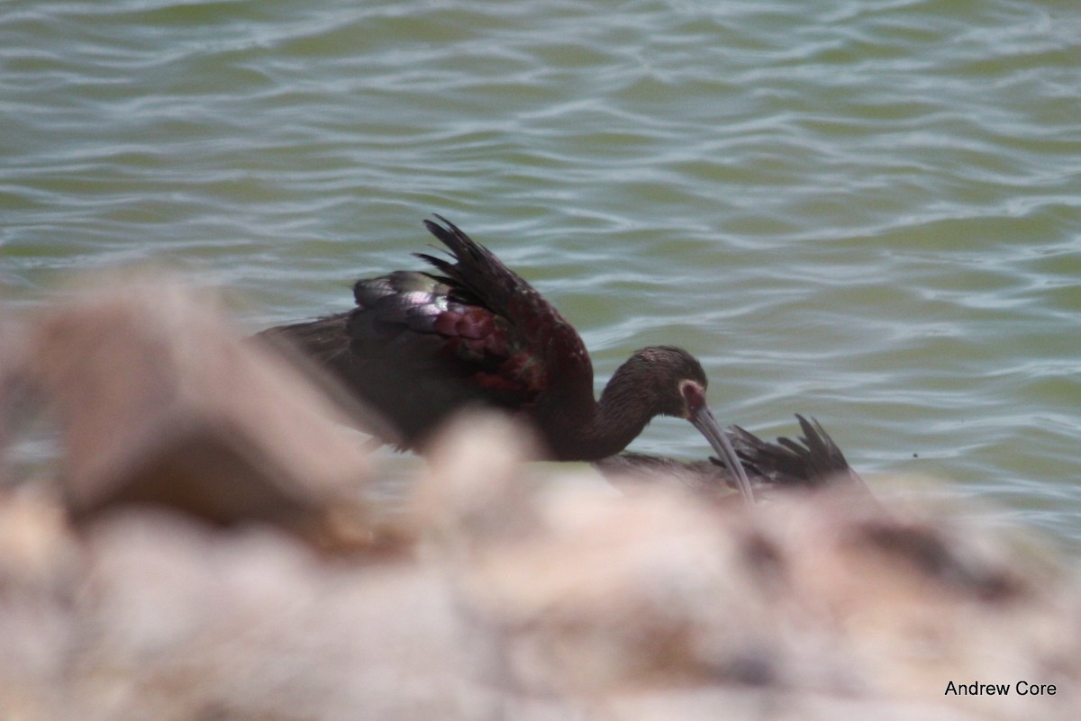 White-faced Ibis - ML68617971