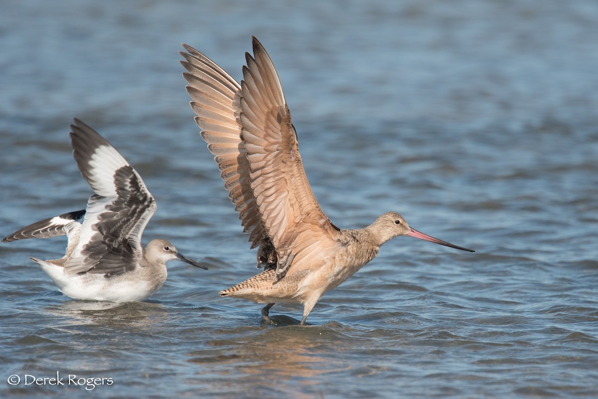 Marbled Godwit - Derek Rogers