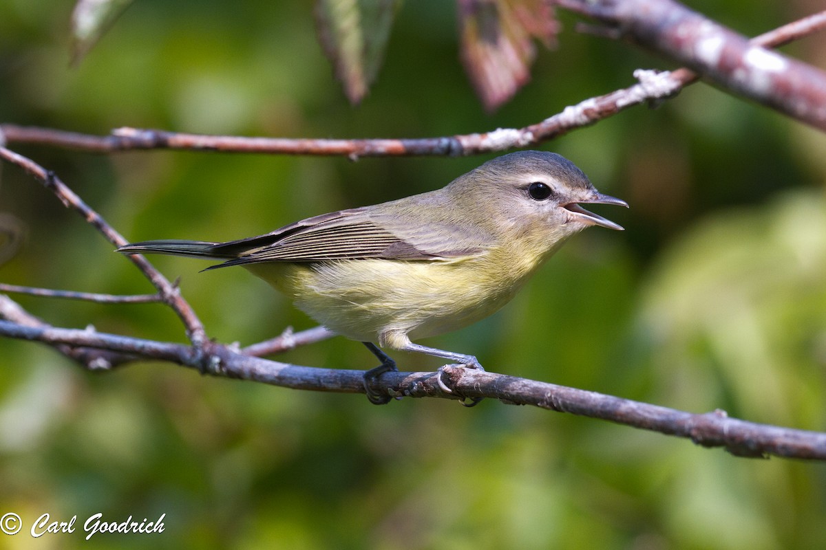 Philadelphia Vireo - ML68618551