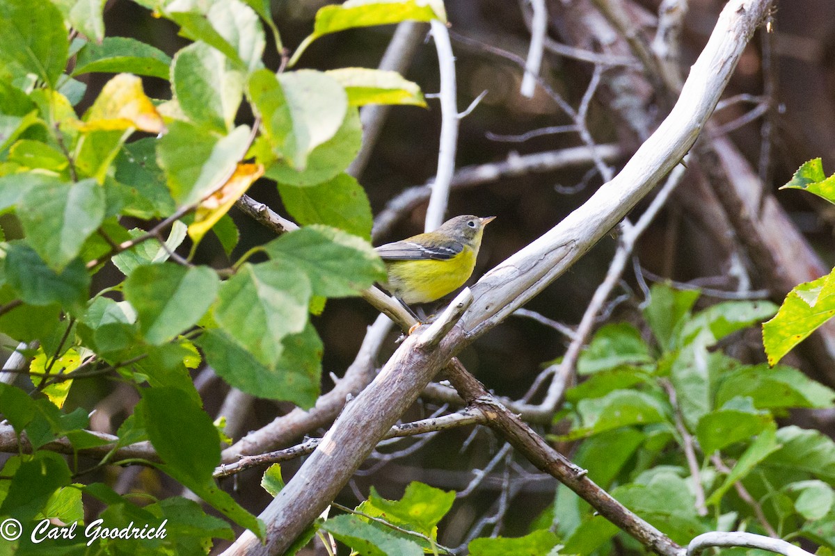 Magnolia Warbler - ML68618781