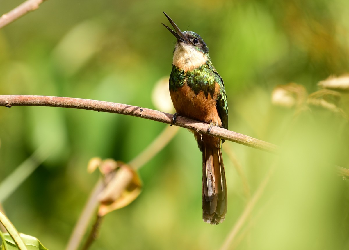 Jacamar à queue rousse - ML68619511