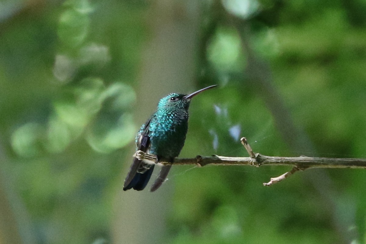 kolibřík zářivý - ML68620301