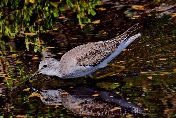 Greater Yellowlegs - Sadhu Govardhan