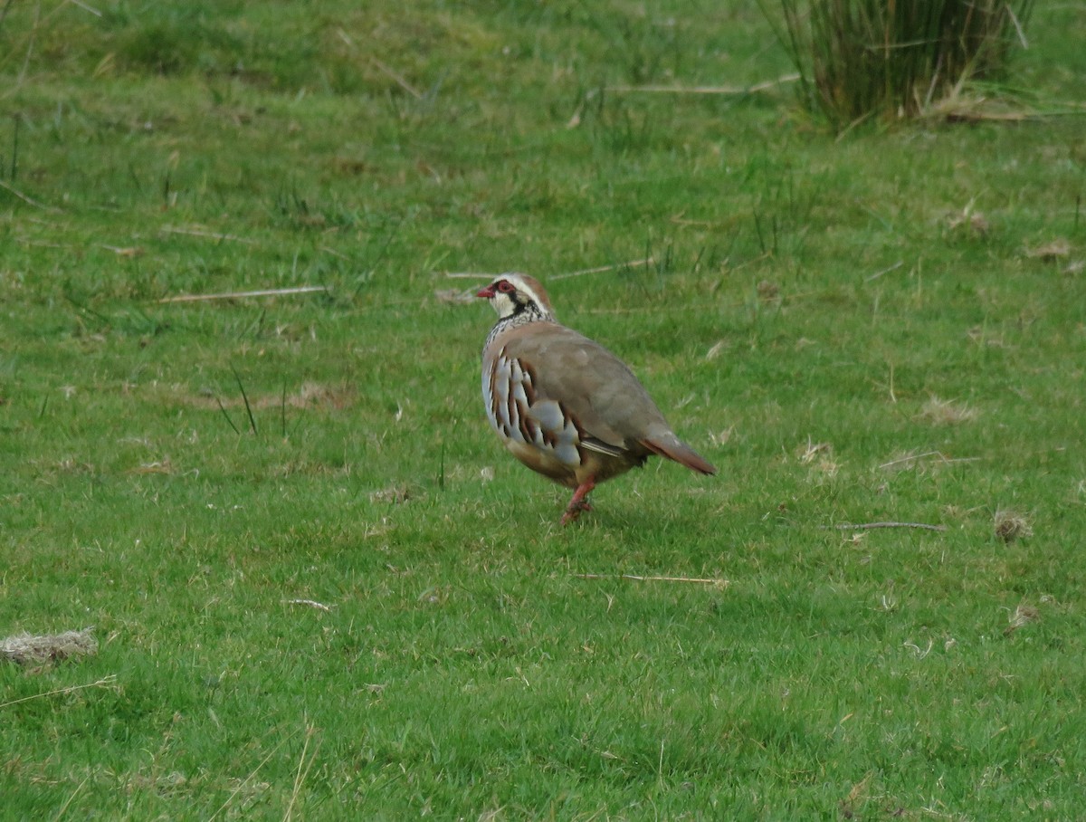 Red-legged Partridge - Kathi Hutton