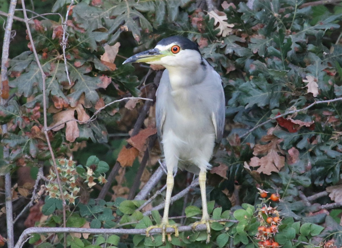 Black-crowned Night Heron - ML68623401