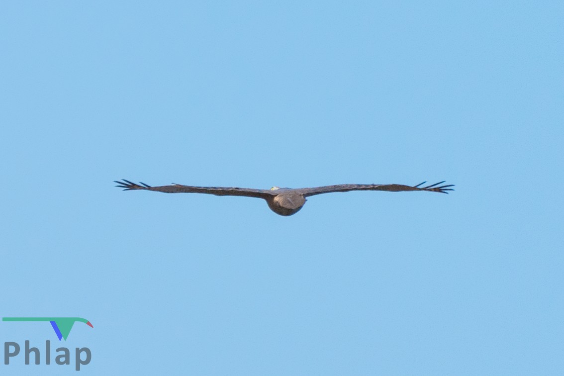 Brown Goshawk - ML68623681