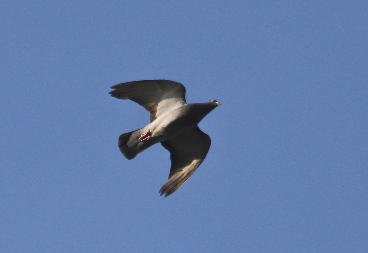 Rock Pigeon (Feral Pigeon) - ML68623791