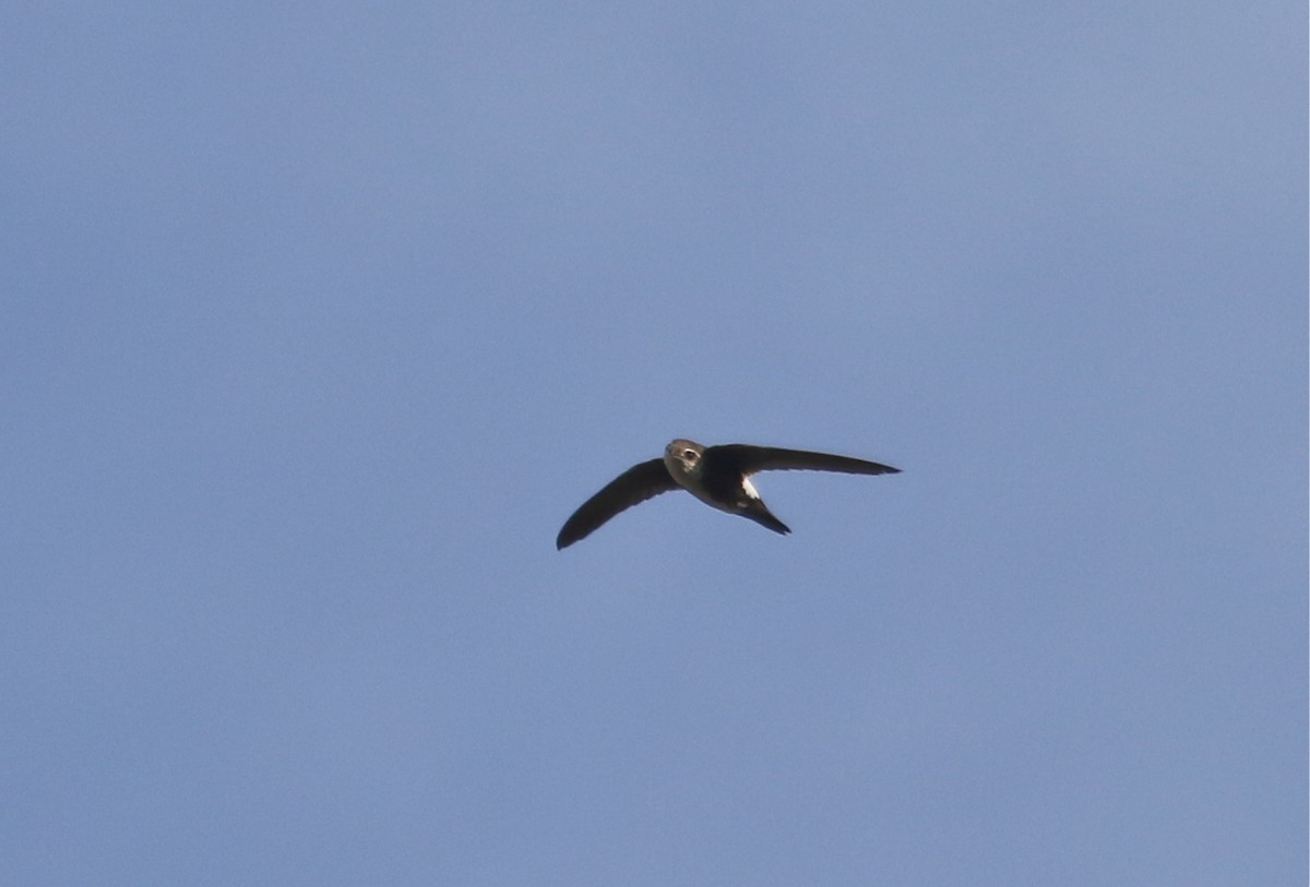 White-throated Swift - ML68623811