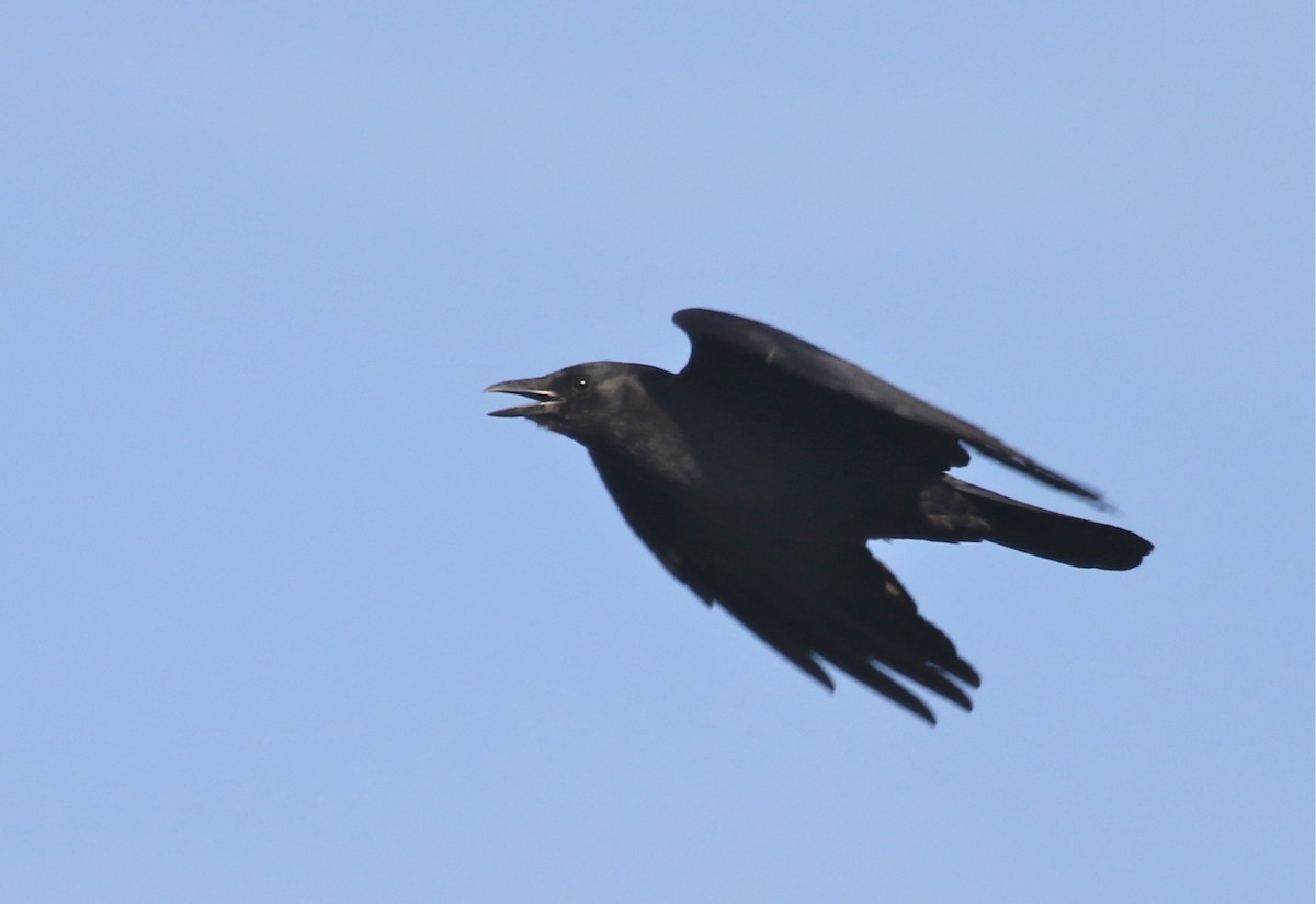 American Crow - ML68624101