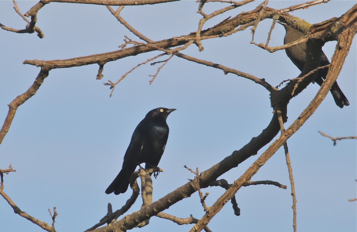 Brewer's Blackbird - ML68624471