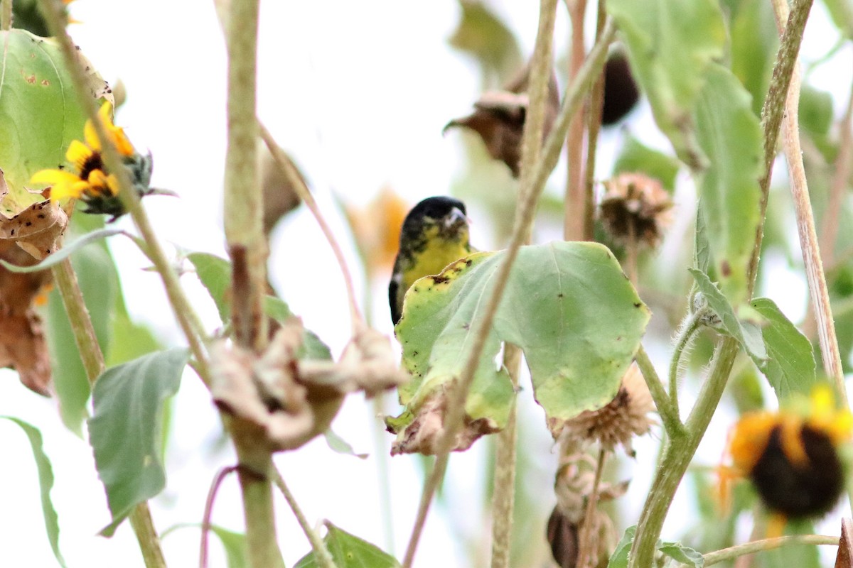 Lesser Goldfinch - ML68624541