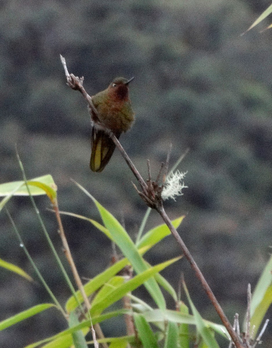 kolibřík rudohrdlý - ML68624711