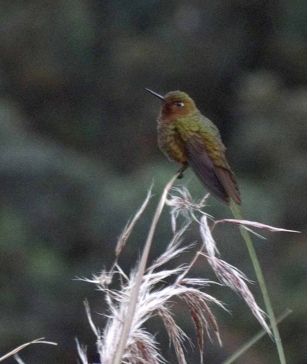 kolibřík rudohrdlý - ML68624731