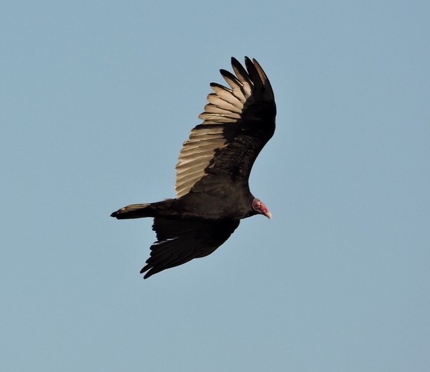 Urubu à tête rouge - ML68625431