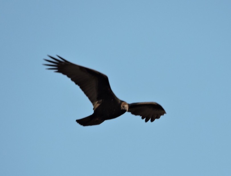 Turkey Vulture - ML68625441