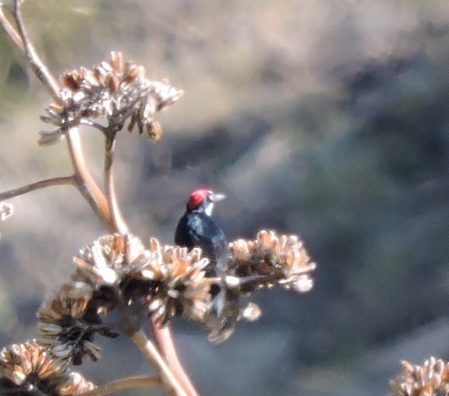 Acorn Woodpecker - ML68625501