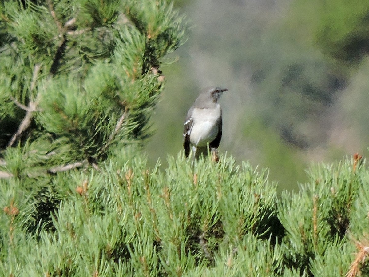 Northern Mockingbird - ML68626051