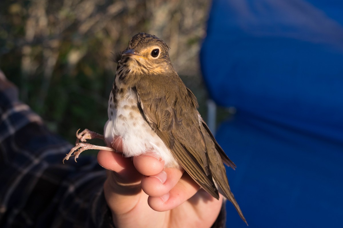 Swainson's Thrush - ML68626241