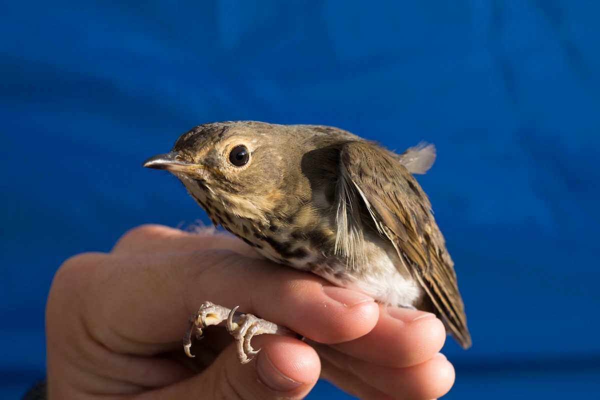 Swainson's Thrush - ML68626271