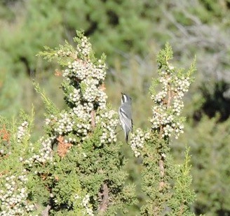 Black-throated Gray Warbler - Usha Tatini