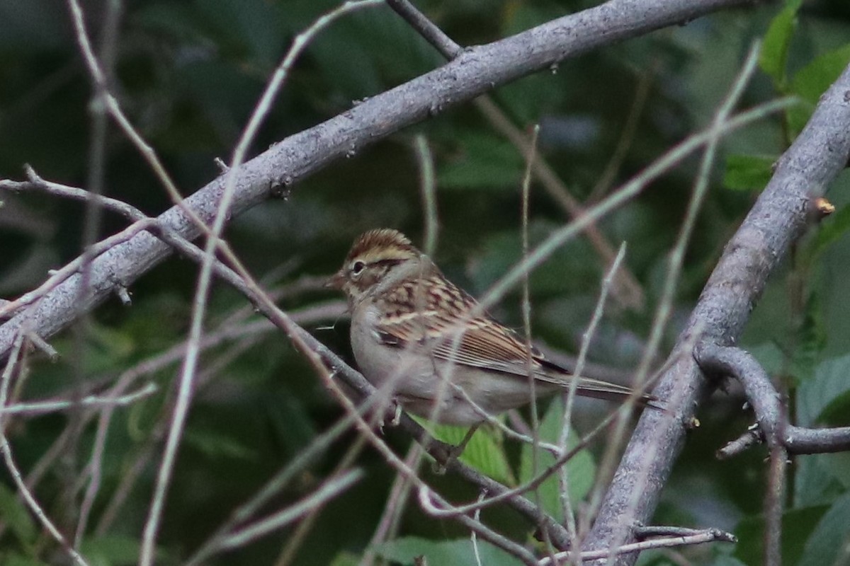 Chipping Sparrow - ML68626821