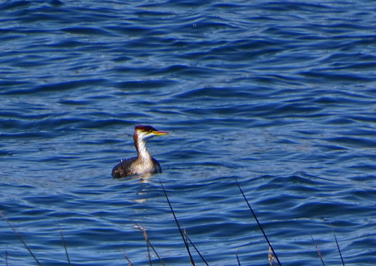 Titicaca Grebe - ML68626881