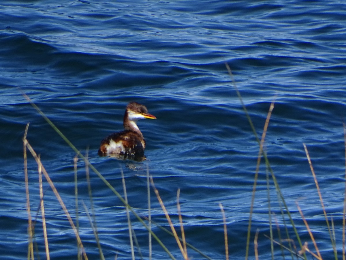 Titicaca Grebe - ML68626901