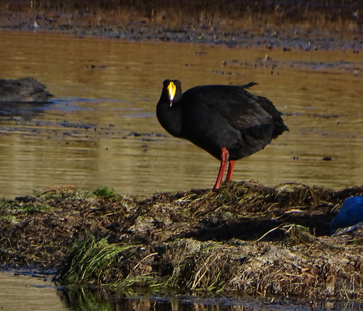 Giant Coot - Daniel Lane