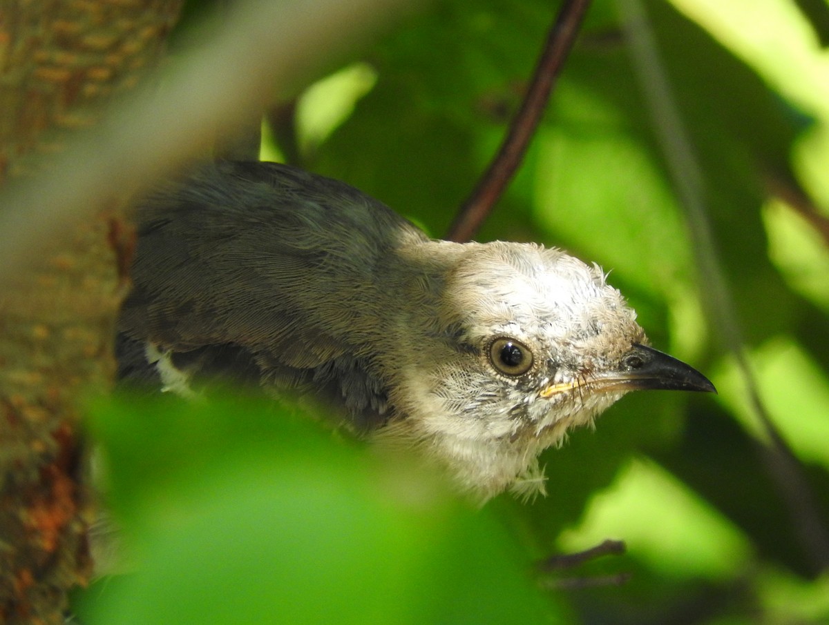 Northern Mockingbird - Cristina Hartshorn