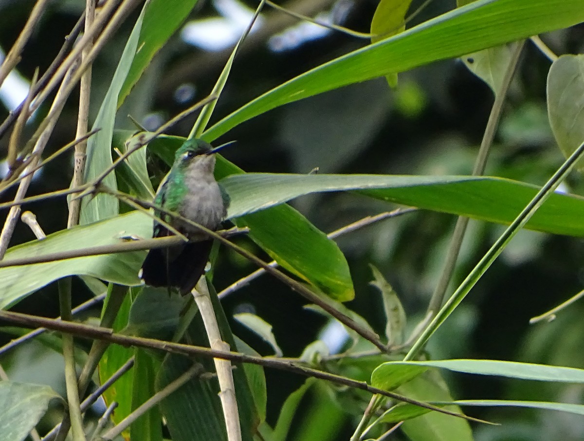 kolibřík modroocasý - ML68628031