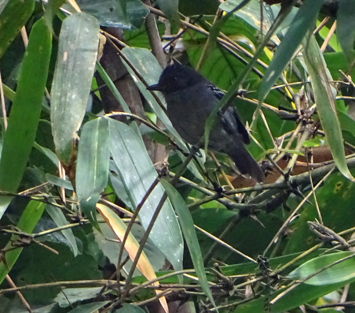 Upland Antshrike - ML68628081