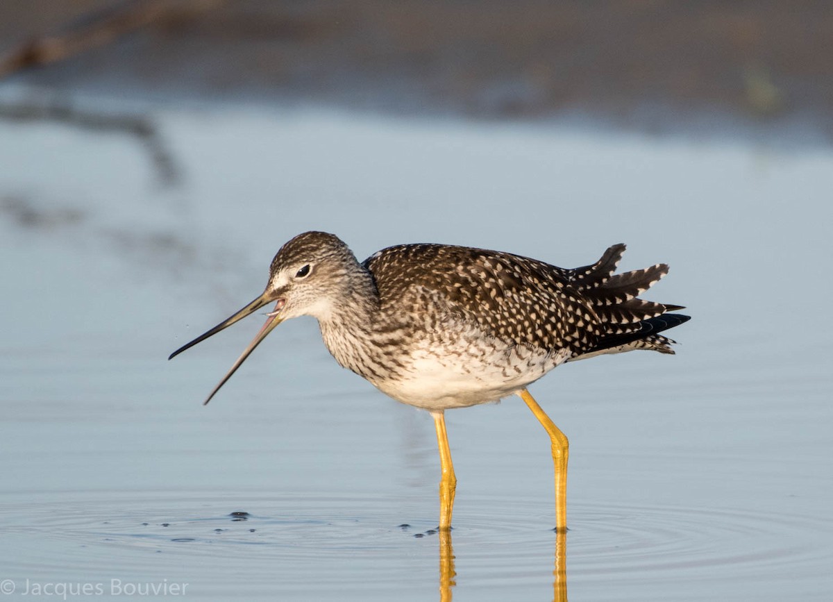 Greater Yellowlegs - Jacques Bouvier