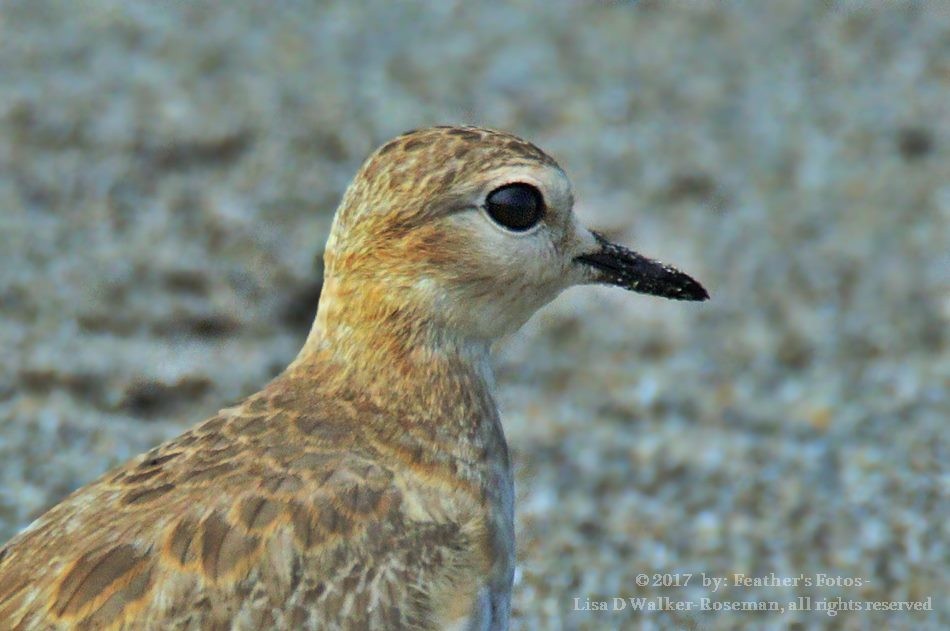 Mountain Plover - ML68628561