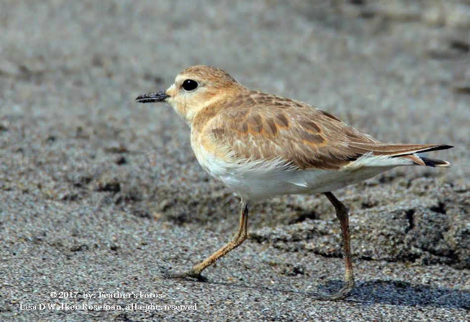 Mountain Plover - ML68628631