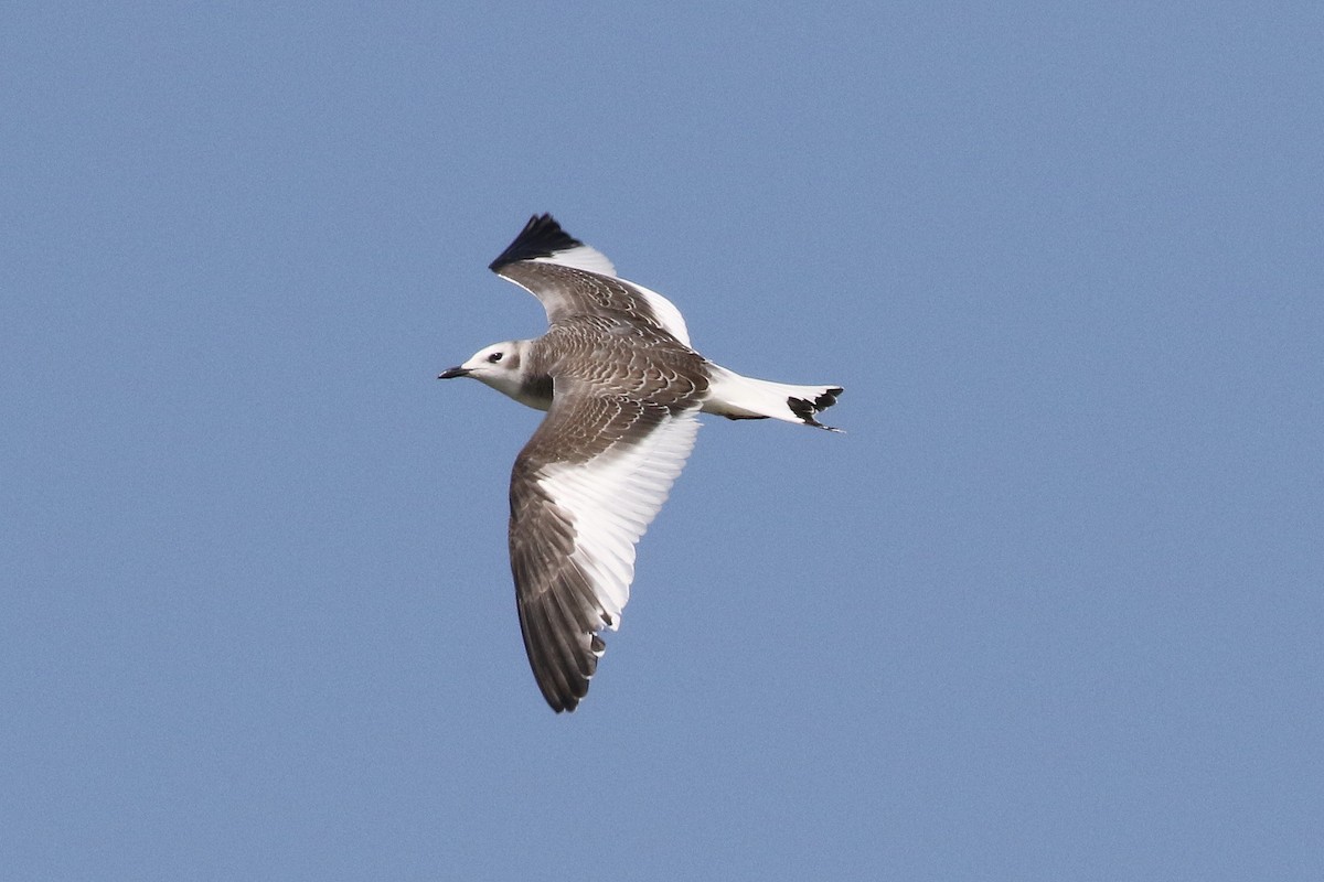 Mouette de Sabine - ML68629881